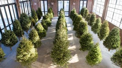 Christmas trees suspended from ceiling