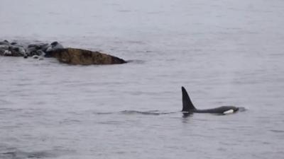 Around 60 seals flee to a rock