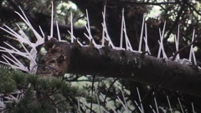 Spikes on trees