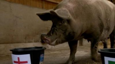 pig