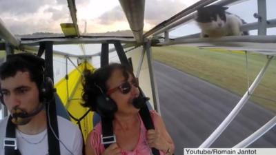 Cat on wing of plane