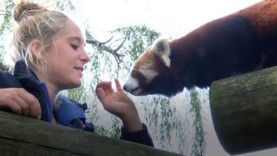 Gabby Charlesworth and a red panda