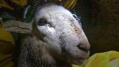 The rescued sheep