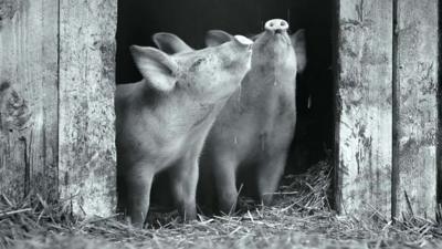 Two pigs in the rain in a scene from the film Gunda