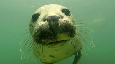 Grey Seal