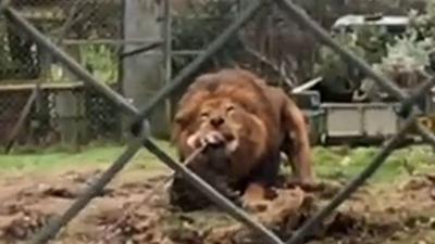 Jasiri the lion with meat attached to a rope in its mouth