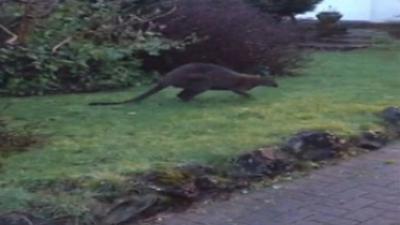 Wallaby in garden