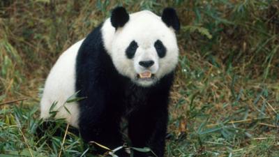 Two Giant Pandas released into the wild