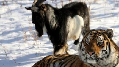 Timur the goat and Amur the tiger