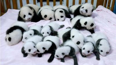 Panda cubs in China