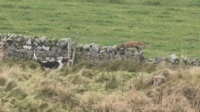 The League Against Cruel Sports allegations about a hunt near Kelso have been refuted by the Buccleuch Hunt.