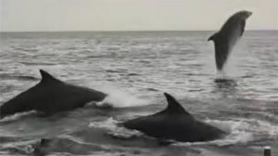 Three grey dolphins in the sea. The one on the right is leaping out of the water while the fins of the other two - left and centre - are visible
