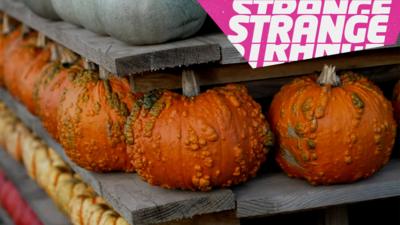A stack of pumpkins and the Strange News logo
