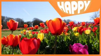 Tulips in the sun and the Happy News logo