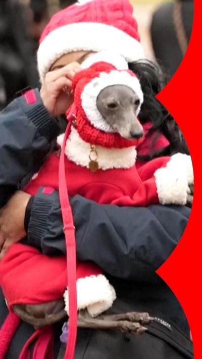 A dog in a festive costume