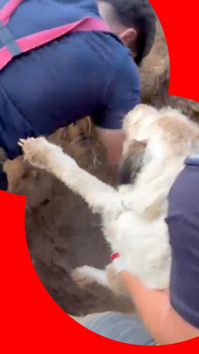 Dog being pulled out of badger tunnel be rescuers