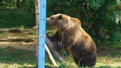 A bear eats honey off a measuring stick