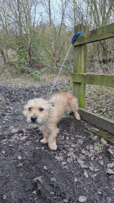 A dog, tied up to a wooden gateway post. The dog is light brown and looks sad.