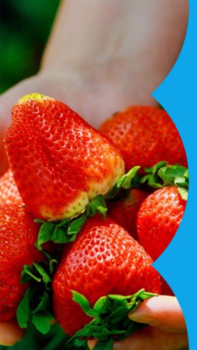 Close up of pair of hands holding multiple red, ripe strawberries