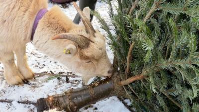 A pygmy goat eats a Christmas tree.