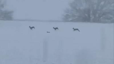 A snow covered field with trees in the background. Three blurry deer can be seen running across the field with a small hare between them.