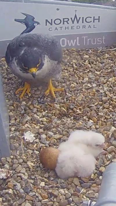 Three peregrine falcon chicks and their mother falcon. 
