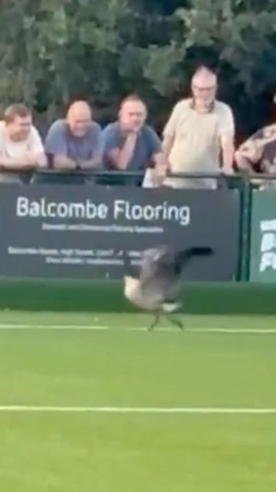 A goose running on a pitch.