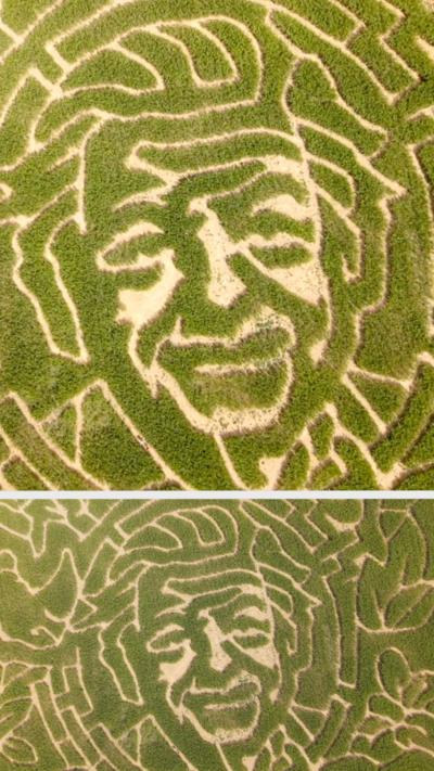 David Attenborough's face in a maize field.