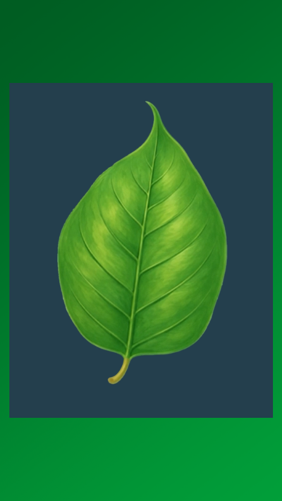 Japanese knotweed illustration