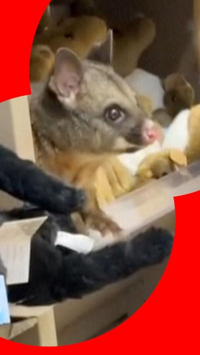 A possum on a shelf next to a plush toy