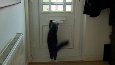 Bella the cat jumping at letterbox