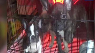 French bulldogs, bulldogs and pugs as well as pedigree cats were found in the raid
