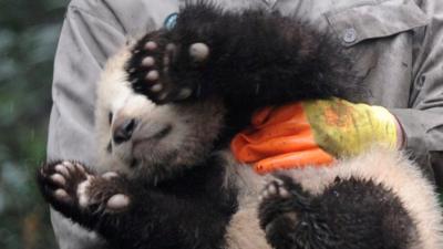 Pandas pose for New Year photos