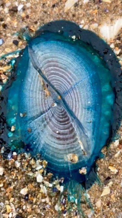  A close up of the blue marine creature sitting in stony sand.
