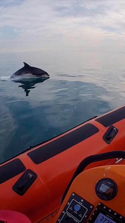 Dolphin in sea next to red RNLI boat