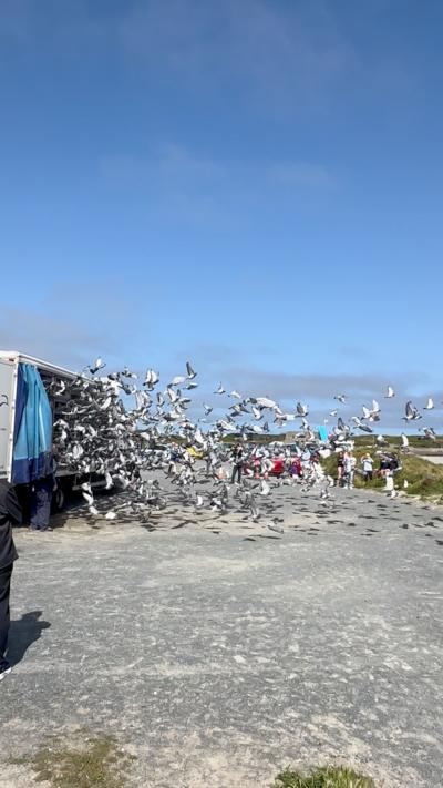 Multiple pigeons flying out of a white truck with a blue curtain