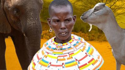 Elephants, Samburu woman and a goat