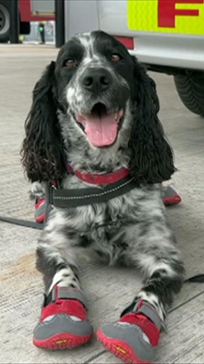 Black and white Cocker spaniel with his tongue out, lying on the ground with little red boots on to protect his paws while working with the fire and rescue service