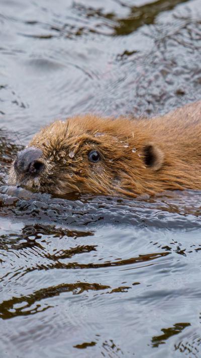 Close up of a beaver swimming in the loch