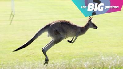 This weeks Big Question come from Aurora in Widnes, and she wants to know why Kangaroo's don't live in the UK?