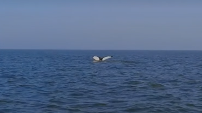 The tail of a humpback whale just above the surface of the sea. It has a white underside with black around the edges.