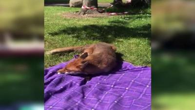 Fox on blanket