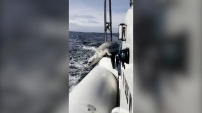 A seal on the side of a boat