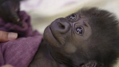 Bristol Zoo's baby gorilla