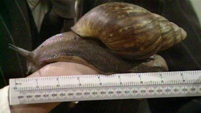 Boozy the snail is measured by a ruler