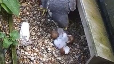 Peregrine falcon chicks