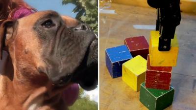 A composite image - A brown dog (L) and a robot stacking different coloured blocks (R)
