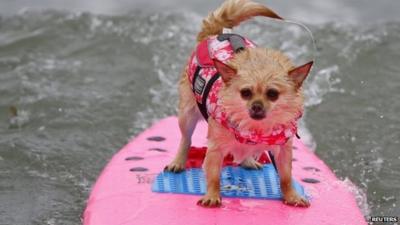 Dog surfing at competition in California