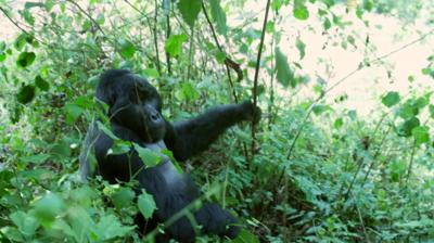 A gorilla in green foliage