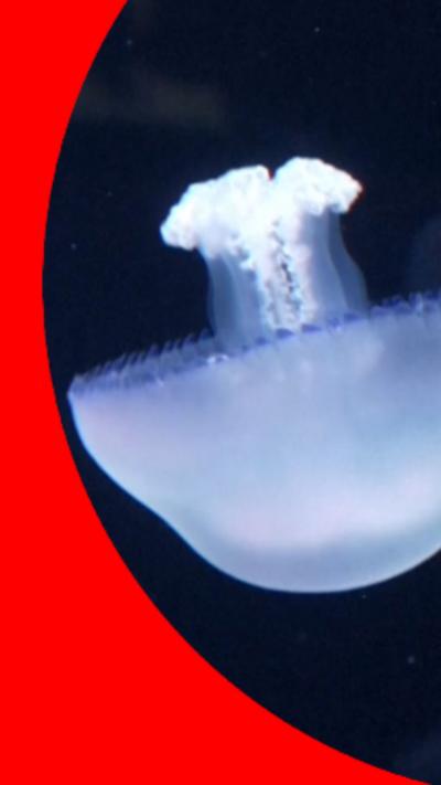 Image of a white jellyfish swimming around